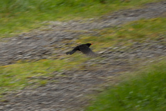 Turdus merula merula