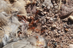 Solenopsis geminata