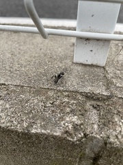 Camponotus japonicus