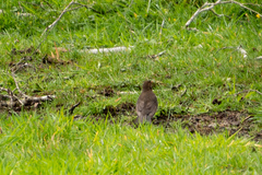 Turdus merula merula