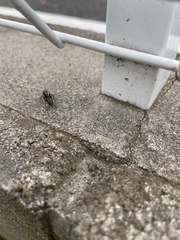 Camponotus japonicus