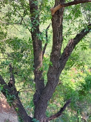Quercus gravesii