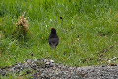 Turdus merula merula