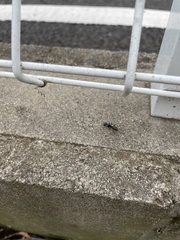 Camponotus japonicus