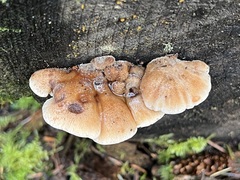 Amylocystis lapponica