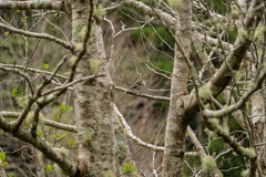 Fringilla coelebs gengleri