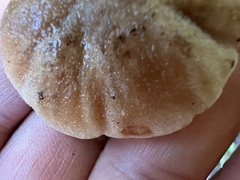 Amylocystis lapponica