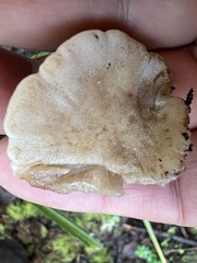 Amylocystis lapponica