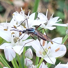 Toxorhynchites rutilus