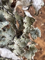 Platismatia tuckermanii