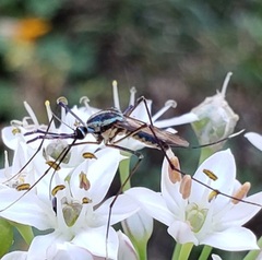 Toxorhynchites rutilus