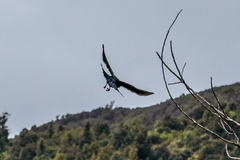 Prosthemadera novaeseelandiae novaeseelandiae