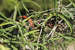 Lygaeus reclivatus