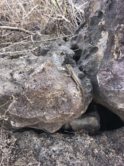 Microlophus bivittatus