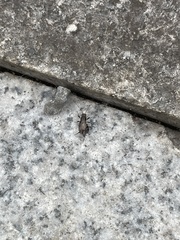 Dianemobius fascipes nigrofasciatus