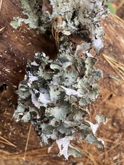 Platismatia tuckermanii