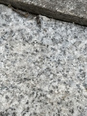 Dianemobius fascipes nigrofasciatus