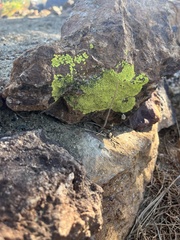 Acarosporaceae