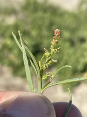 Stillingia linearifolia