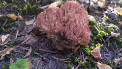 Ramaria botrytis