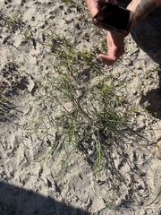 Stillingia linearifolia