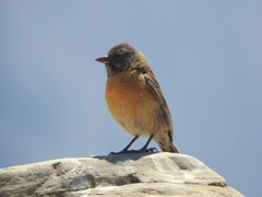 Phrygilus