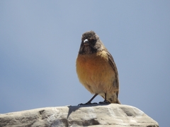 Phrygilus