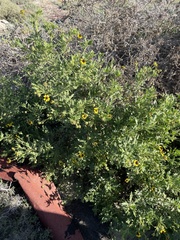 Encelia laciniata