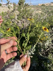 Encelia laciniata