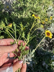 Encelia laciniata