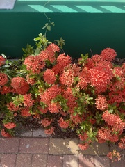 Ixora