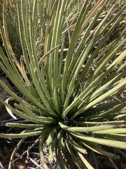 Agave schottii