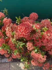 Ixora