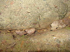Archaeognatha