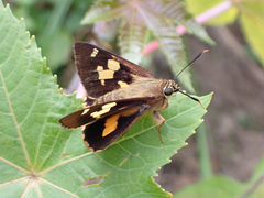 Trapezites symmomus