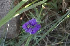 Linaria purpurea