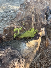 Acarosporaceae
