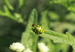 Diabrotica balteata
