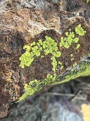 Acarosporaceae