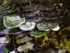 Cerrena unicolor