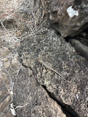 Microlophus bivittatus