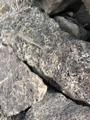 Microlophus bivittatus