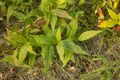 Helianthus strumosus