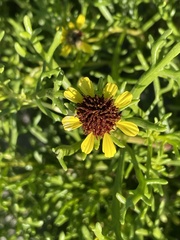 Encelia ventorum