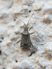 Aufeius impressicollis
