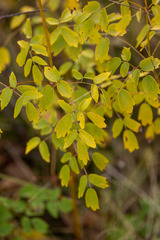 Thalictrum dasycarpum
