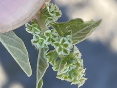Amaranthus obcordatus