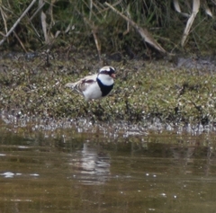 Elseyornis melanops