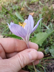 Crocus speciosus