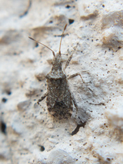 Aufeius impressicollis